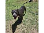 Adopt Hercules a Pit Bull Terrier