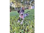 Adopt Houston a Catahoula Leopard Dog