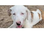 Adopt Olaf - (K&K's) a Australian Shepherd, Shetland Sheepdog / Sheltie