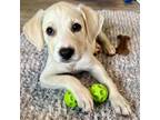 Adopt Kevin (Teddy) a Yellow Labrador Retriever, Hound