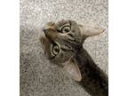Adopt Foster a Tabby, Domestic Short Hair