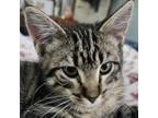 Adopt Buster a Domestic Short Hair