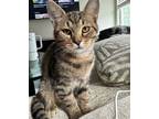 Adopt Sweet Basil a Tabby