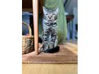 Adopt Mike a Tabby