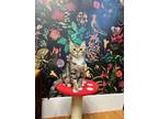 Adopt Kenny a Tabby