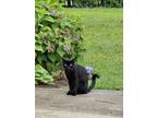 Adopt Amos a Extra-Toes Cat / Hemingway Polydactyl