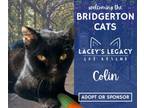 Adopt Colin a Domestic Short Hair