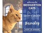 Adopt Brimsley a Domestic Short Hair