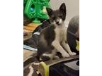 Adopt Rick a Domestic Short Hair