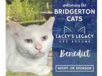 Adopt Benedict a Domestic Short Hair