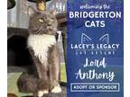 Adopt Lord Anthony a Domestic Long Hair