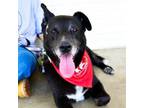 Adopt Clarence a Black Labrador Retriever, Shepherd