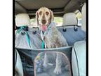 Adopt Kodie a Poodle, Labrador Retriever