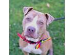 Adopt Hudson a Staffordshire Bull Terrier
