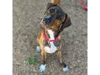 Adopt Camo a Plott Hound, Mixed Breed