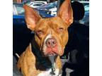 Adopt Griffin a American Staffordshire Terrier
