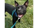 Adopt Donatello a American Staffordshire Terrier