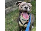 Adopt Zander a American Staffordshire Terrier