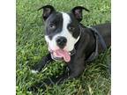 Adopt Howard a Boxer, Pit Bull Terrier