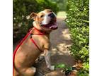 Adopt Murphy a American Staffordshire Terrier, Mixed Breed