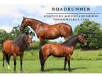 Kentucky Mountain Gelding