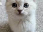 Female Blue Point British Shorthair