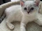 British Shorthair Blue Point
