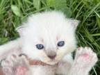 Cutest Kittens