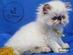 Chocolate Point Persian Girl