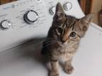 Savannah Kitten Male 8 Weeks