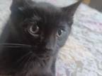 Savannah Kitten Female 8 Weeks Black