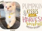 Sunny Lilac Pointed Mitted Ragdoll