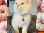 Oakley Lilac Pointed Mitted Ragdoll