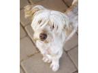 Dog for adoption - Lenny, a Miniature Poodle & Terrier Mix