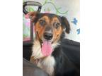 Dog for adoption - Rosie, an Australian Shepherd & Border Collie Mix