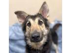 Dog for adoption - Panecito, a German Shepherd Dog & Rough Collie Mix