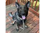 Dog for adoption - Lina, a German Shepherd Dog