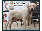 Dog for adoption - Lincoln, a Standard Poodle & Golden Retriever Mix