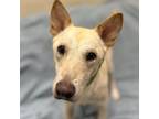 Dog for adoption - Sonic, a Shiba Inu & Basenji Mix