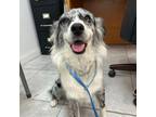Dog for adoption - Dorothy, an Australian Shepherd