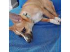 Dog for adoption - Laney, a Chiweenie