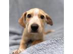 Dog for adoption - Kobalt, a Labrador Retriever
