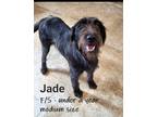 Dog for adoption - Jade, a Mixed Breed