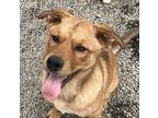 Dog for adoption - Ruff, a Shepherd