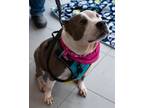 Dog for adoption - Allie, an American Staffordshire Terrier