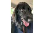 Dog for adoption - Champ, a Retriever & Afghan Hound Mix