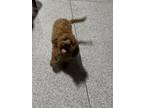 Dog for adoption - Fantastic dog! Jazelle, a Goldendoodle & Miniature Poodle Mix
