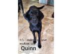 Dog for adoption - Quinn, a Black Labrador Retriever Mix