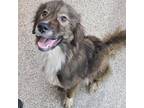 Dog for adoption - Sage, a Collie & Retriever Mix