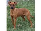 Dog for adoption - Ginger (GiGi), a Boxer Mix